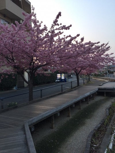 お花見の季節になりました。