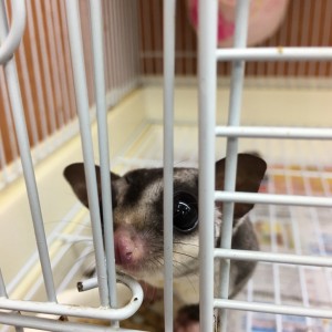 新しい家族が増えました～