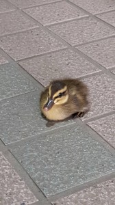 初ブログになります。久保田です。